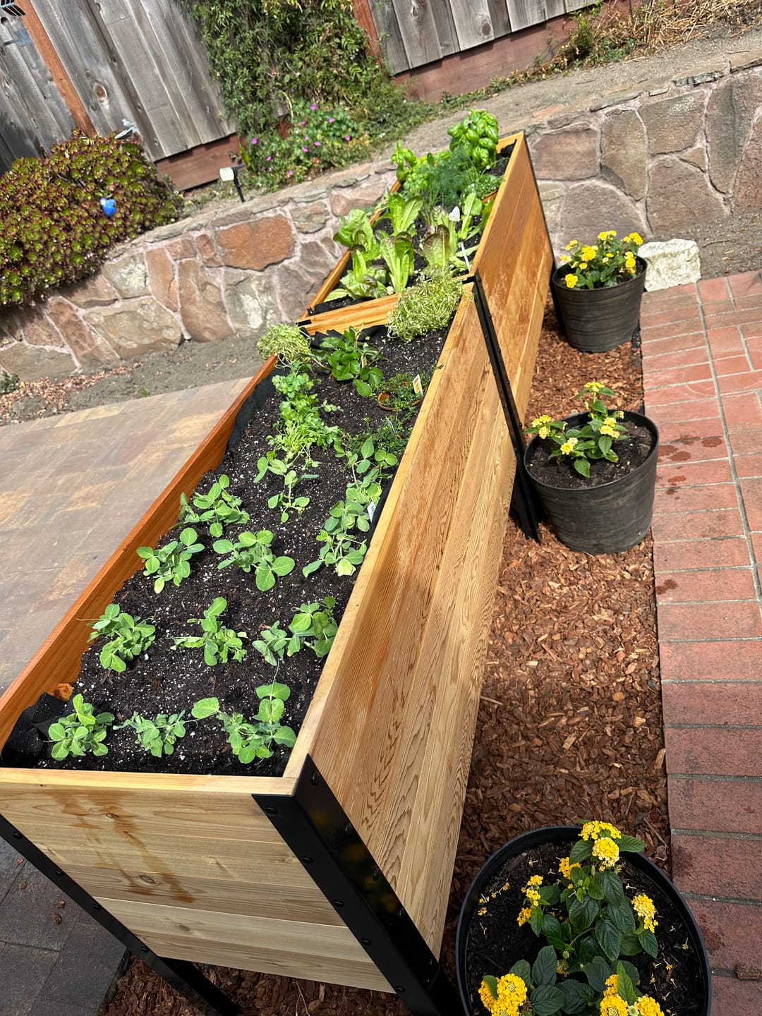 Customer photo review of Raised Garden Bed - 46cm x 122cm x 76cm