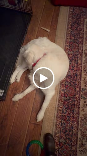 Customer video review of American Elk Antlers