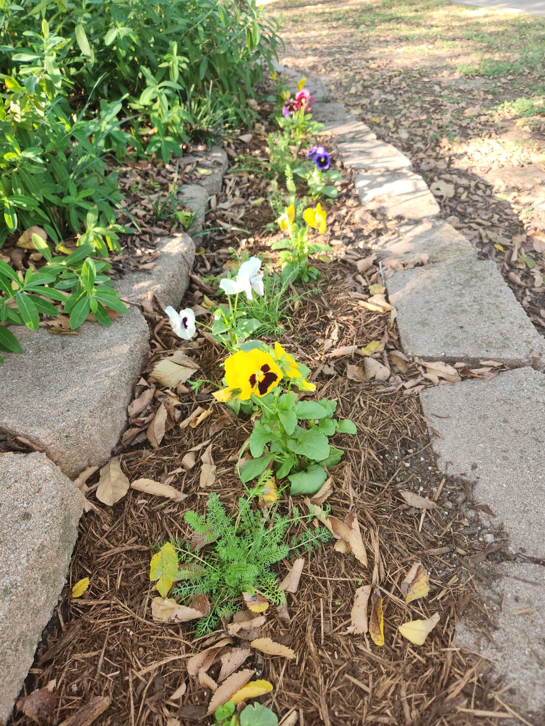 Customer photo review of Yarrow 'White'