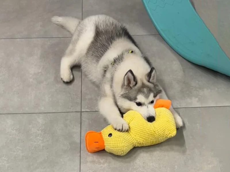 Customer photo review of Calming Duck Dog Toy