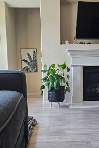 Customer photo of The Bendable Moss Pole™ 𝘛𝘏𝘐𝘕 from Theresa I.