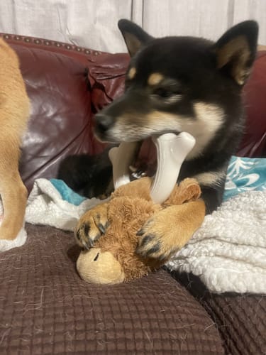 Customer photo review of Knuckleheads 2-in-1 Toy