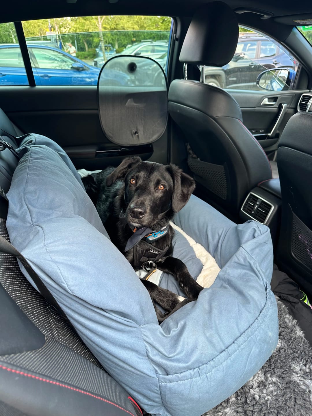 Customer photo review of Large Travel Dog Car Seat Bed
