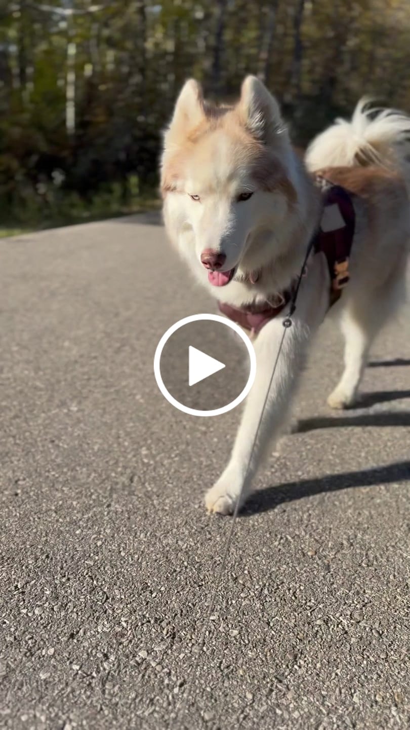 Customer video review of HNTR 3.0 Dog Harness - Chocolate