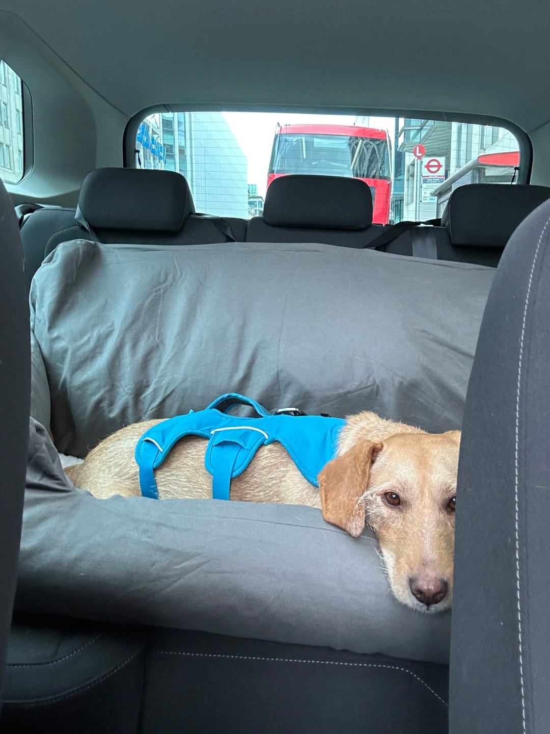 Customer photo review of Large Travel Dog Car Seat Bed