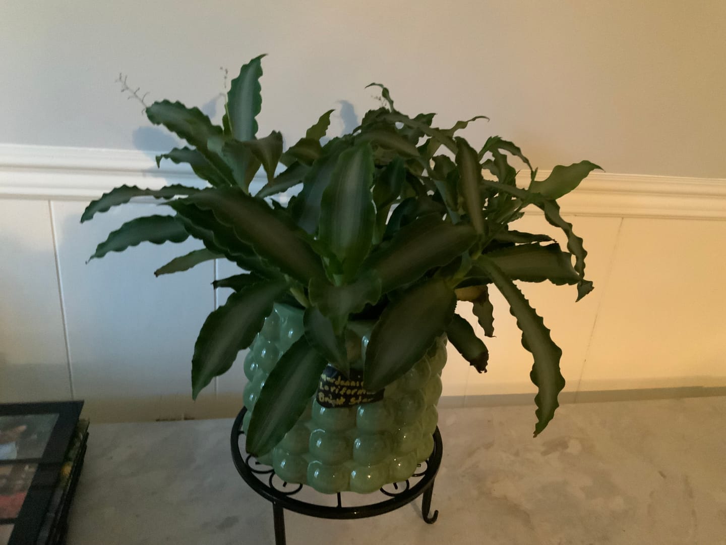Customer photo review of Murdannia loriformis 'Bright Star'