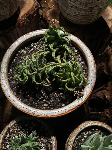 Customer photo review of Aloe Castilloniae | Rare Aloes