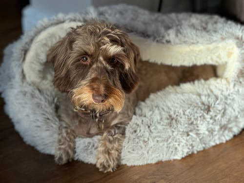 Customer photo review of Burrow Buddy™ - Pet Bed
