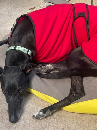 Customer photo review of Sighthound House/Kennel Fleece Coat