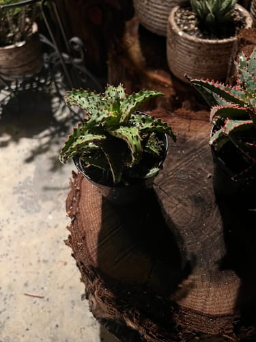 Customer photo review of Aloe Castilloniae | Rare Aloes