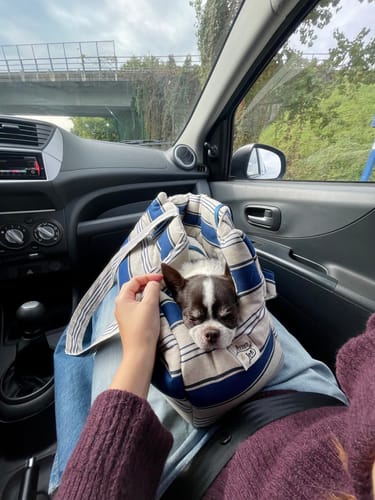 Customer photo review of Trasportino Cotone Urban Stripe Classic Nautic taglia M