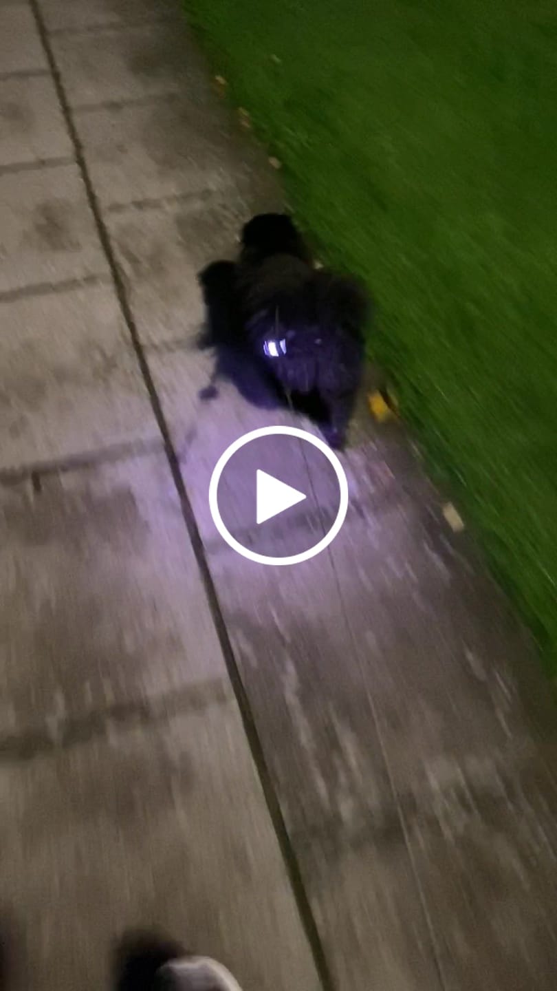Customer video review of Safety Light - 4-i-1 Lygte Til Hund