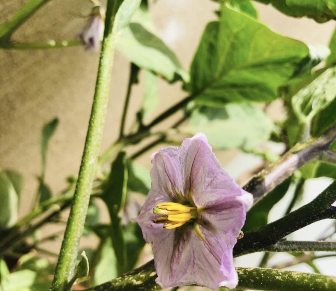 Customer photo review of Potting Soil Mix