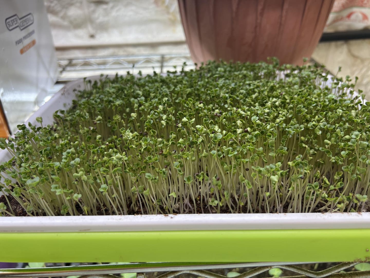 Customer photo review of Potting Soil Mix