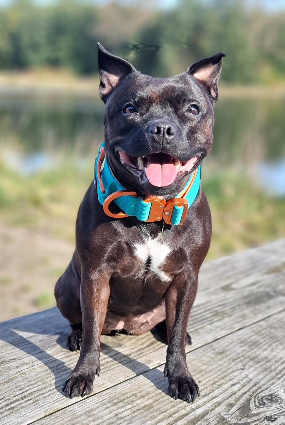 Customer photo review of 4cm LIGHTER Combat® Collar | With Handle Rated Clip - Turquoise & Orange