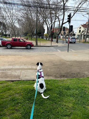 Customer photo review of Correa Larga para Perros - Tactic | 5 mts | Turquoise