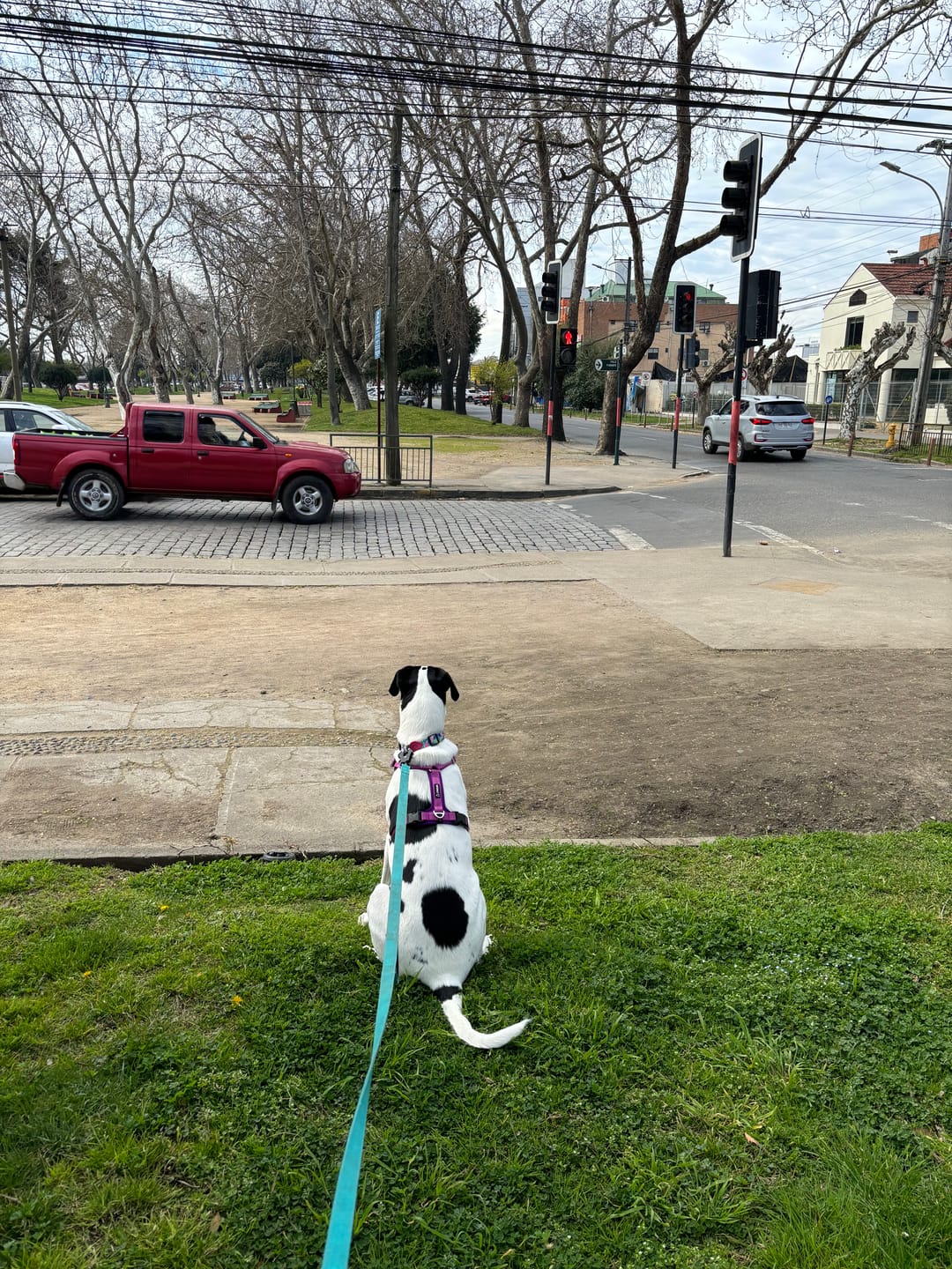 Customer photo review of Correa Larga para Perros - Tactic | 5 mts | Turquoise
