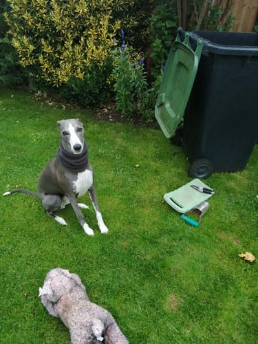 Customer photo review of Wool Whippet Snood