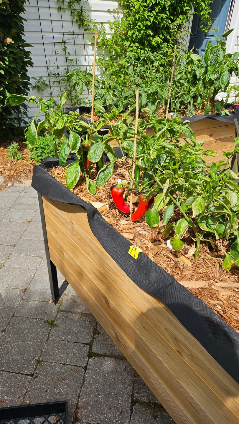 Customer photo review of Raised Garden Bed - 46cm x 122cm x 76cm