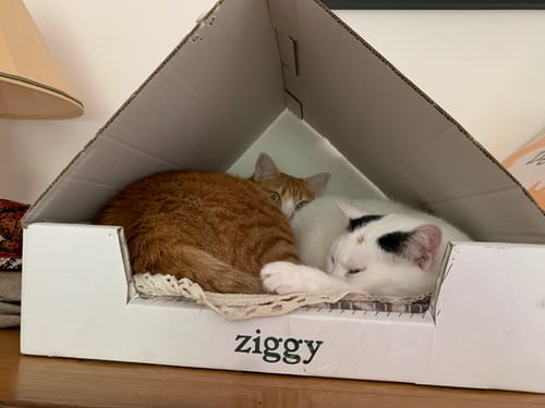 Avis photo d'un client sur Probiotiques Chat - Flore Digestive