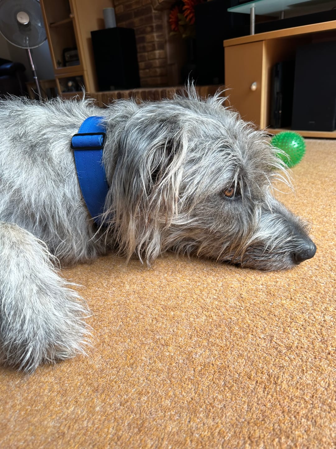 Customer photo review of Performance collar with handle 5CM - Blue