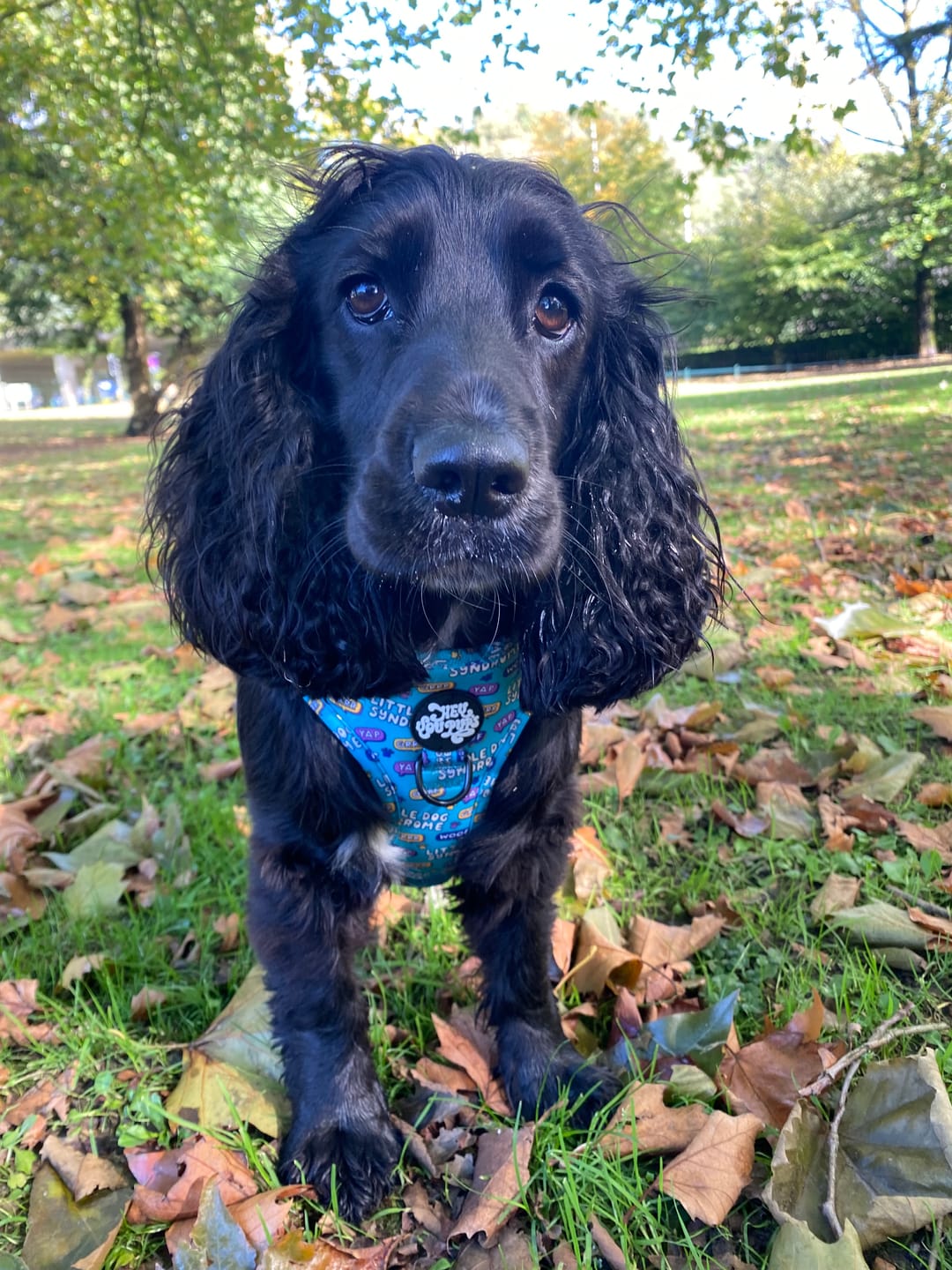 Customer photo review of Little dog syndrome harness