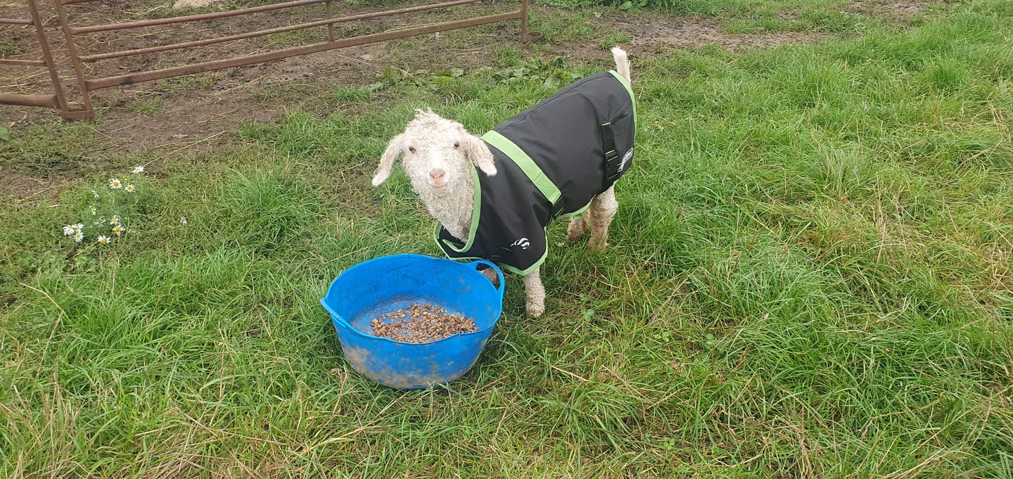 Customer photo review of Sheep Coat | Waterproof