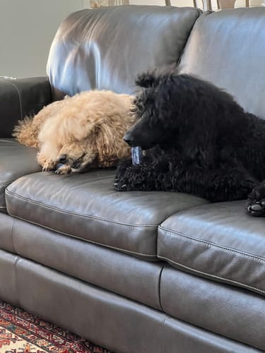 Customer photo review of BLUEBERRY YAK CHEWS