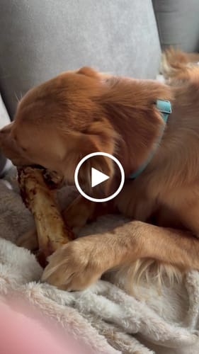 Customer video review of Ostrich Hip Bone (12" x 5"x 3”): The Durable, Flavor-Packed Chew for Medium & Large Dogs