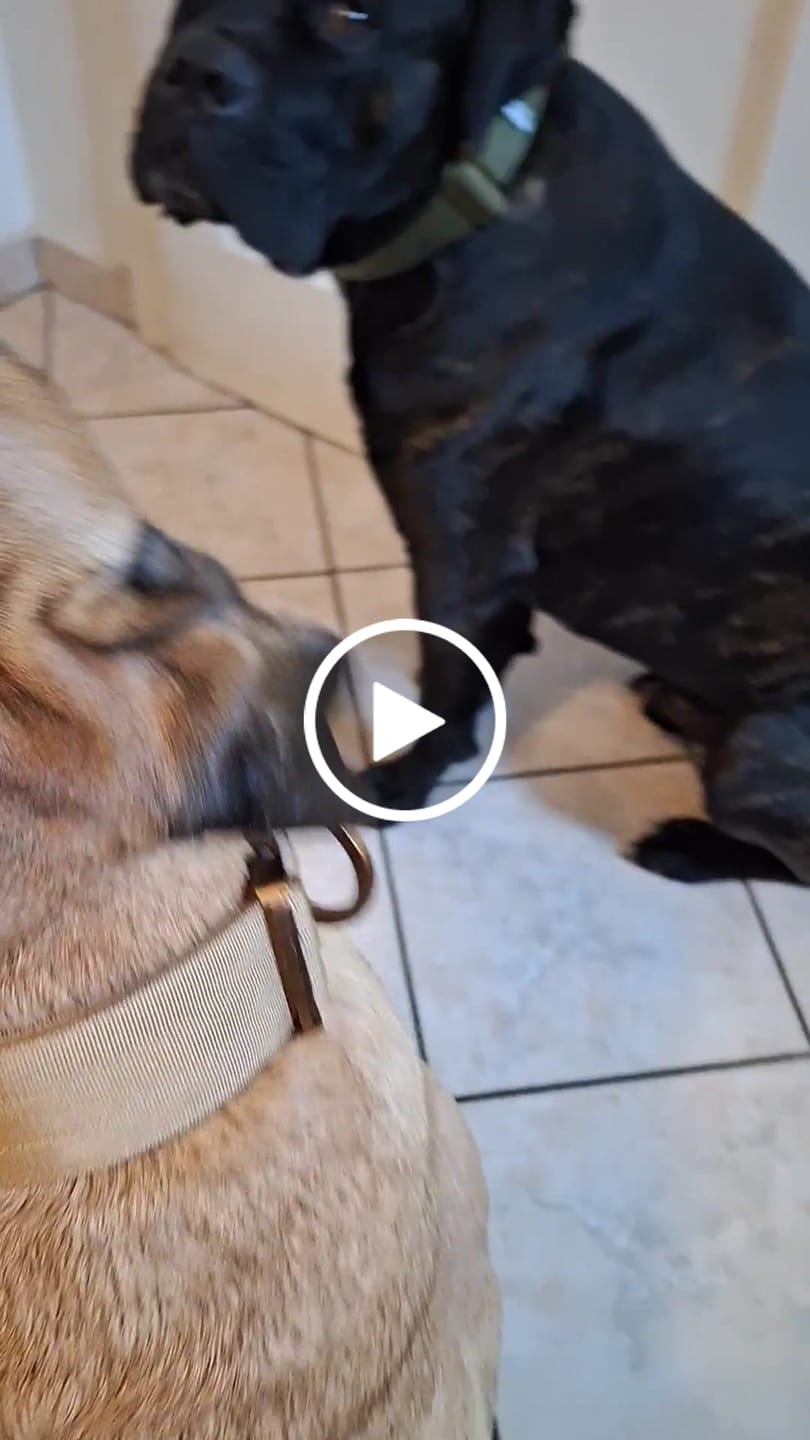 Customer video review of 5cm LIGHTER Combat® Collar | With Handle Rated Clip - Tan x Tan