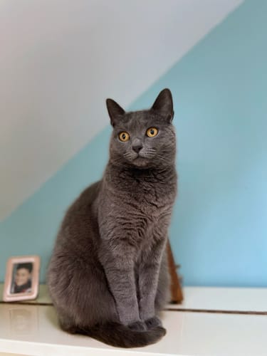 Avis photo d'un client sur Pâtée Chat Stérilisé Sans Céréales - Poulet, Tomates & Olives