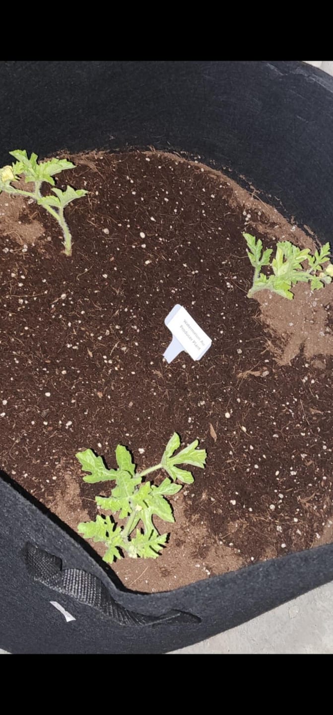 Customer photo review of Potting Soil Mix