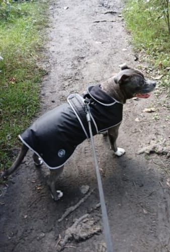 Customer photo review of STORM GUARD Dog Coat with Harness Hole