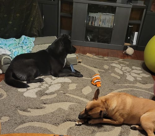 Customer photo review of BLUEBERRY YAK CHEWS