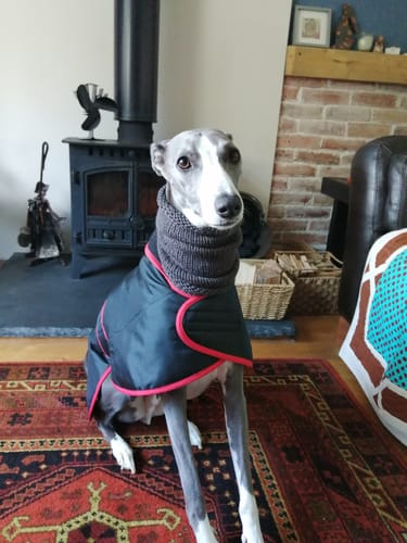 Customer photo review of Vetra - Warm Sighthound Coat with Zip Harness Hole