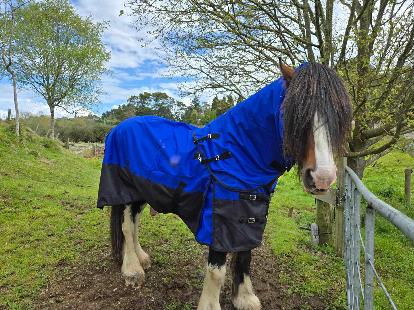 Customer photo review of Duke 1200d Detacha-neck