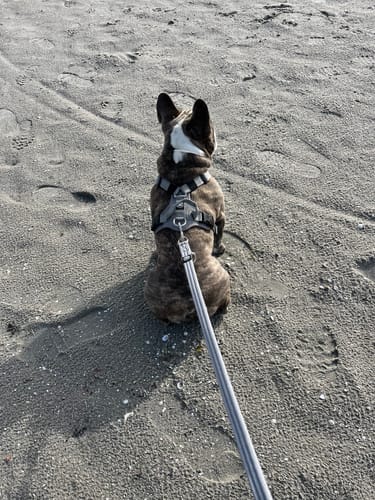 Customer photo review of Active Harness | With Handle - Padded Lining & Highly Reflective - Grey