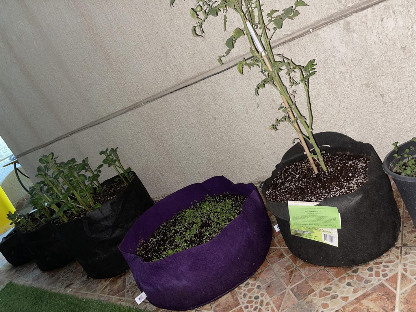 Customer photo review of Potting Soil Mix