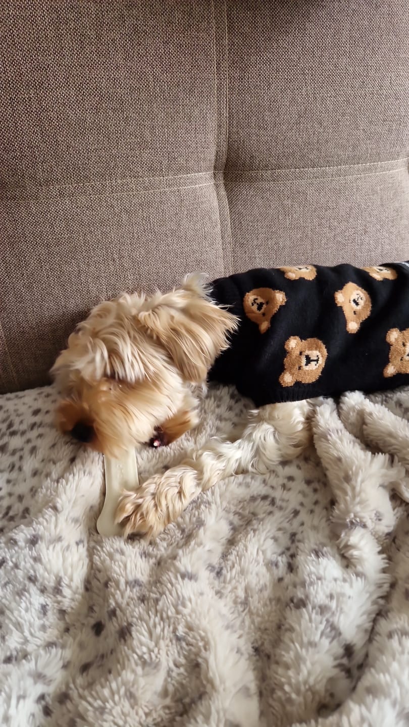 Customer photo review of Broken Teddy Bear Knit Dog Sweater - Black