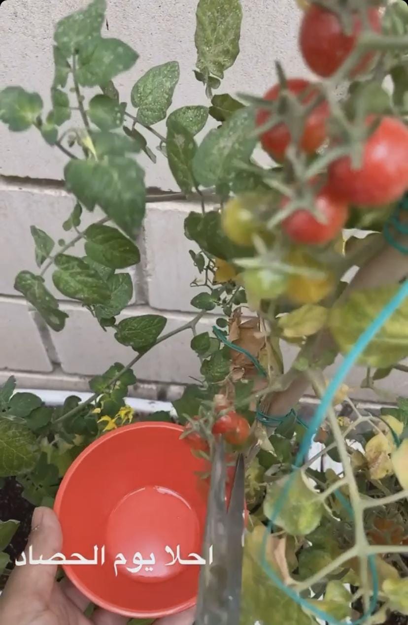 Customer photo review of Potting Soil Mix