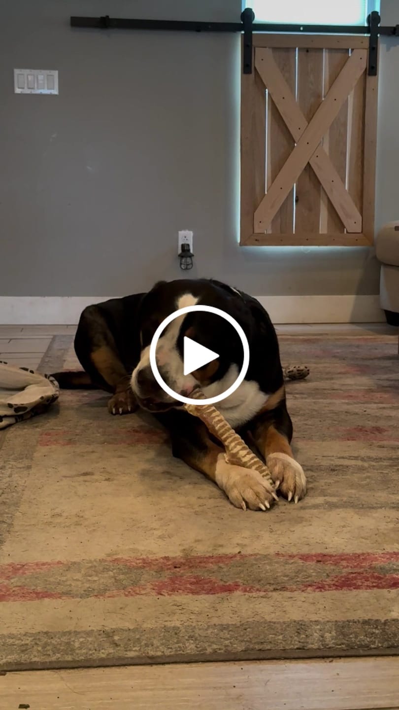 Customer video review of 12 Inch Beef Trachea