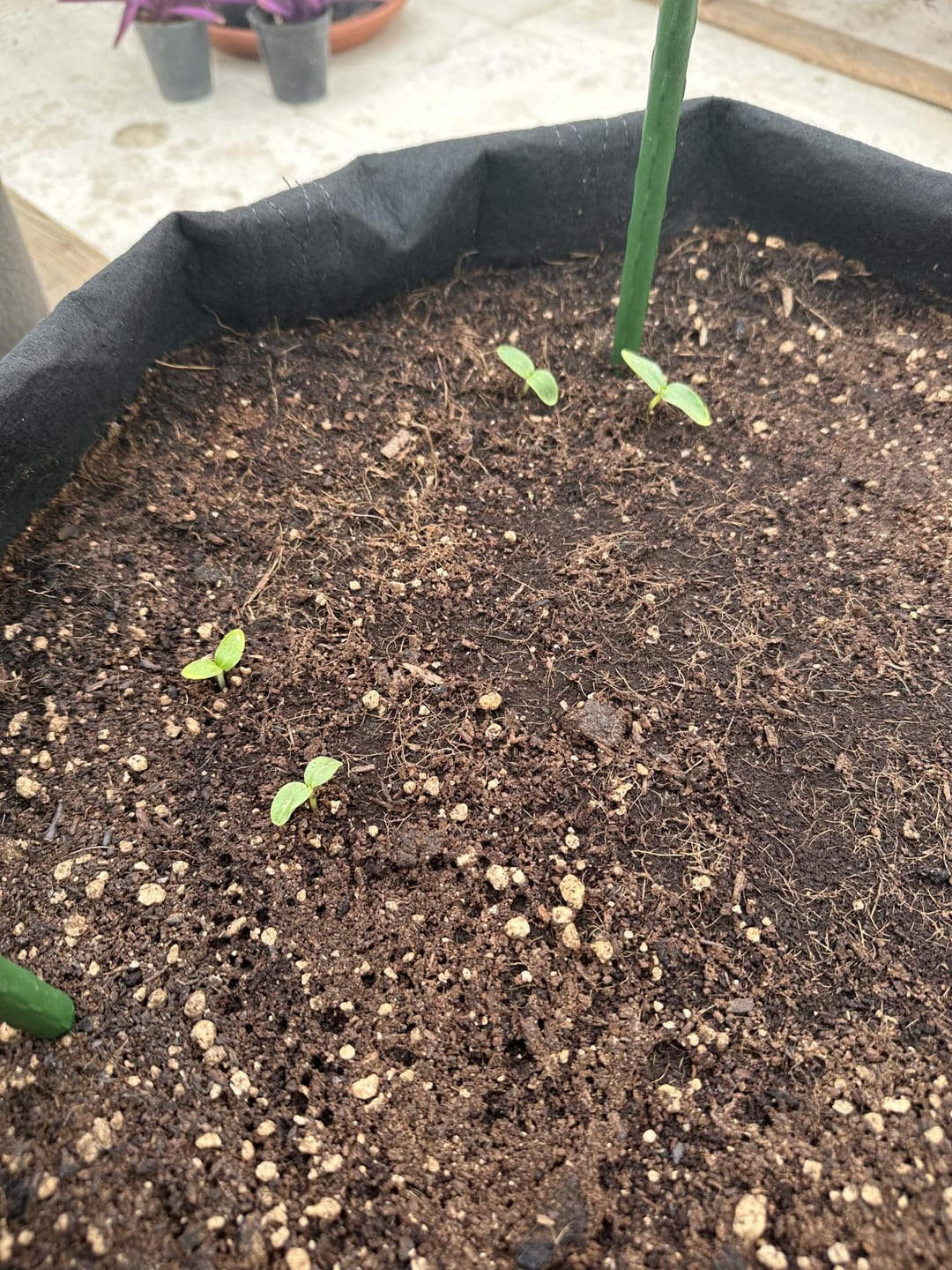 Customer photo review of Potting Soil Mix