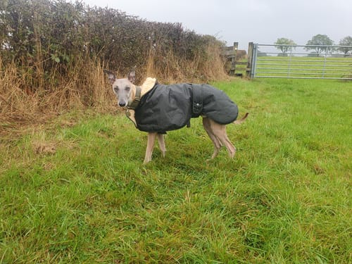 Customer photo review of Wax Sighthound Coat Green