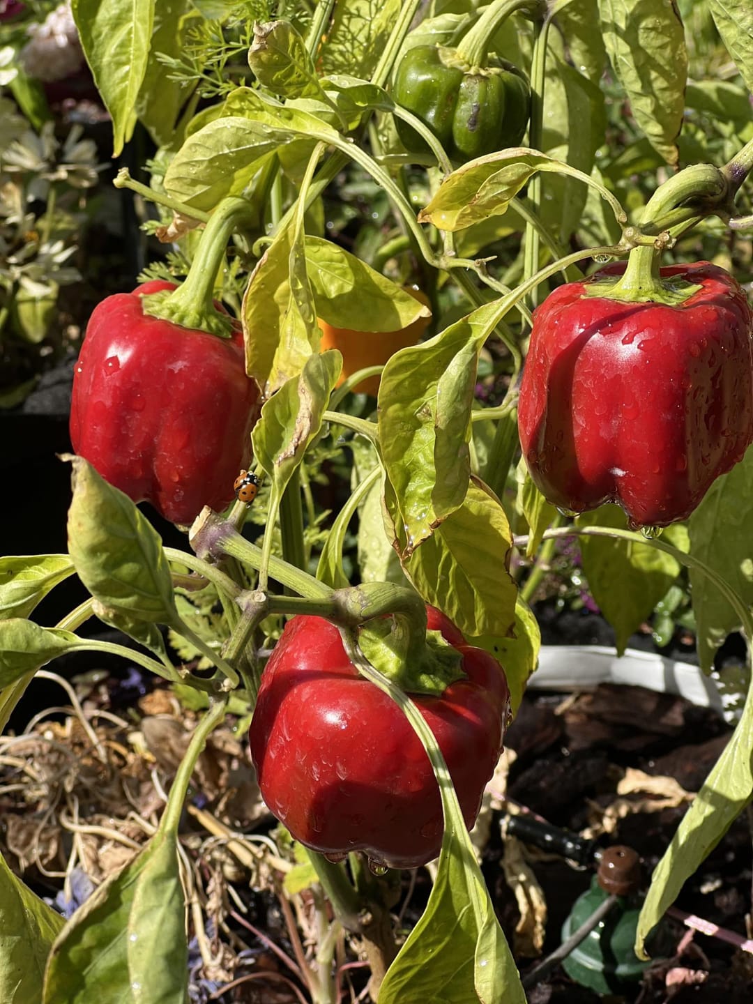 Customer photo review of Potting Soil Mix