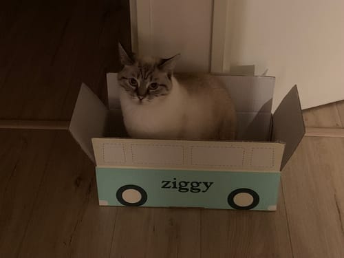 Avis photo d'un client sur Croquettes Chat Stérilisé Sans Céréales - Saumon