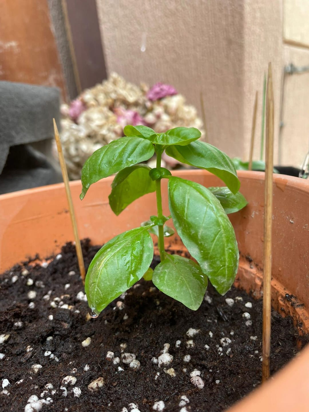 Customer photo review of Potting Soil Mix
