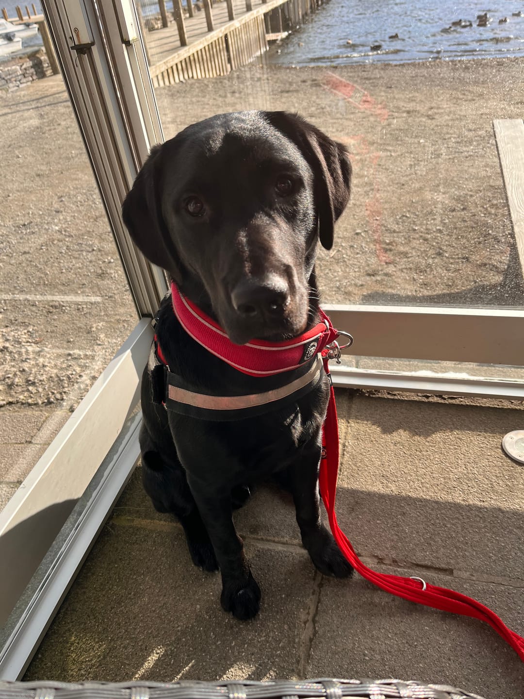 Customer photo review of Training Double Ended Lead | 2m Length | Multifunctional - Red