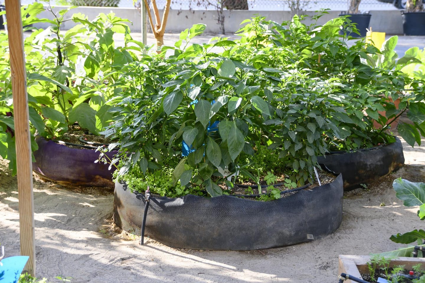 Customer photo review of Fabric Raised Bed 100 gallon