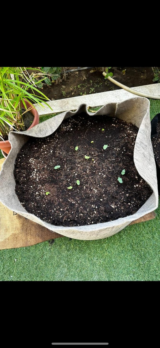 Customer photo review of Potting Soil Mix