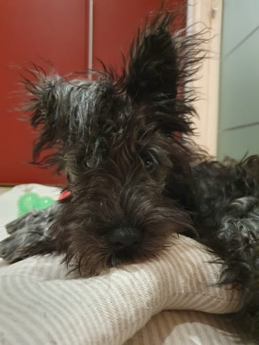 Customer photo review of Divanetto Cotone Righe Grigio